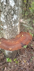 Inocutis ludoviciana