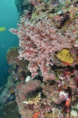 Siphonogorgia godeffroyi