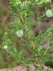 Rhopalomyia gemmaria