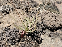 Phemeranthus
