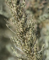 Artemisia tripartita