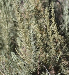 Artemisia tripartita