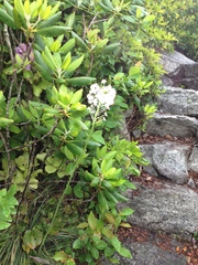 Xerophyllum asphodeloides