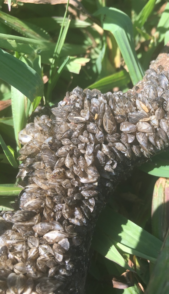 Dreissena mussels from Charles H Milby Park, Houston, TX, US on April