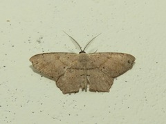 Geometridae