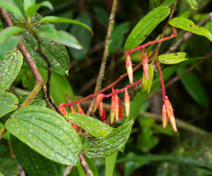 Psammisia ferruginea