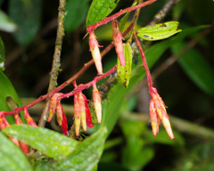Psammisia ferruginea