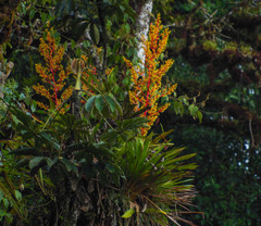 Guzmania diffusa