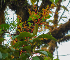 Guzmania diffusa