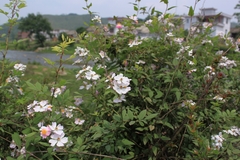 Rosa multiflora cathayensis