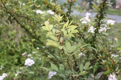 Rosa multiflora cathayensis
