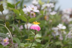 Rosa multiflora cathayensis