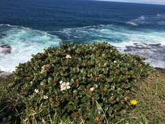 Rhaphiolepis umbellata