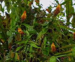 Elleanthus myrosmatis