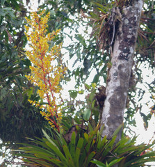 Guzmania diffusa