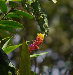 Elleanthus myrosmatis