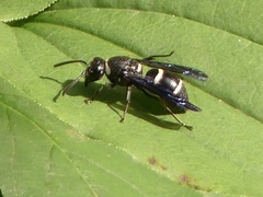 Euodynerus schwarzi