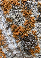 Lecanora circumborealis