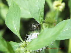 Toxorhynchites rutilus septentrionalis