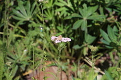 Callophrys gryneus rosneri