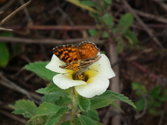 Aricoris campestris