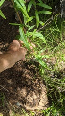 Symphyotrichum bracteolatum