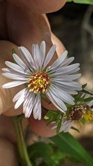 Symphyotrichum bracteolatum