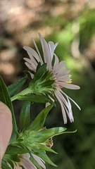 Symphyotrichum bracteolatum