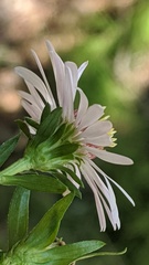 Symphyotrichum bracteolatum
