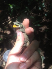 Diploderma polygonatum xanthostomum