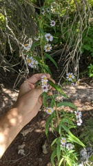 Symphyotrichum bracteolatum