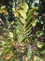 Pimelea physodes
