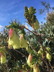 Pimelea physodes