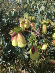 Pimelea physodes