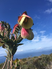 Pimelea physodes