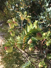 Pimelea physodes
