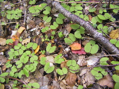 Corybas obscurus