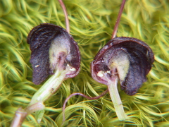 Corybas obscurus