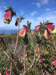 Pimelea physodes