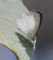 Spalgis lemolea lemolea