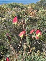 Pimelea physodes