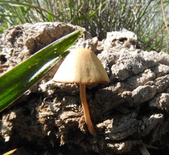 Conocybe coprophila