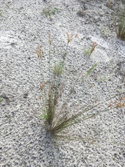 Bulbostylis ciliatifolia