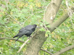 Corvus frugilegus