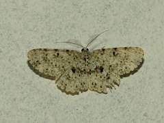 Geometridae