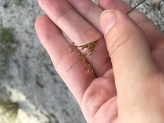 Bulbostylis ciliatifolia