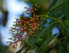 Palicourea corniculata