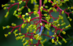 Palicourea corniculata