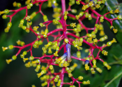Palicourea corniculata