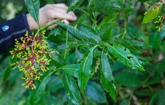 Palicourea corniculata